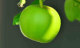 jakie produkty apple kupić